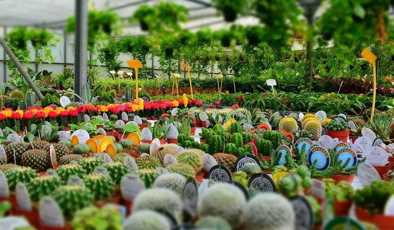 Lên kế hoạch kinh doanh cây cảnh